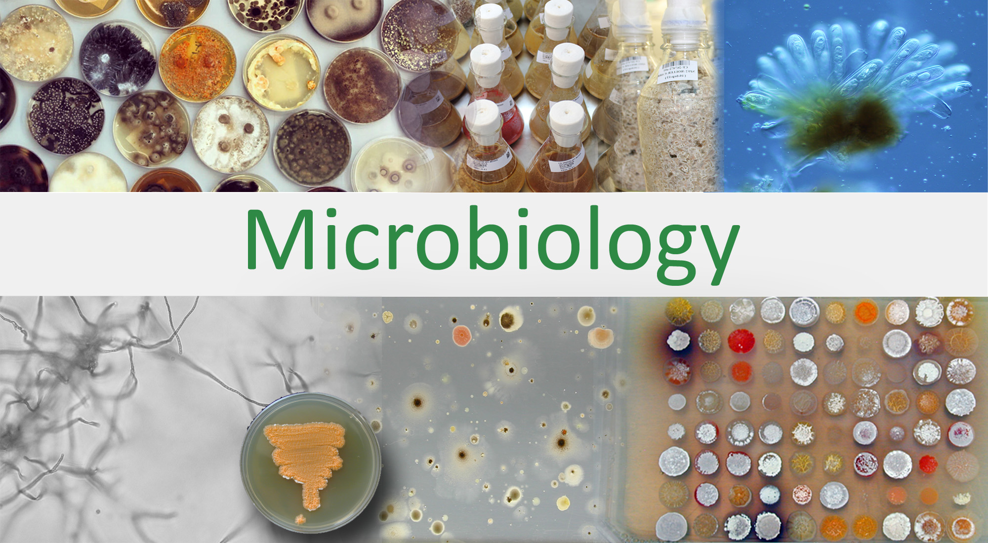 CoreScientificFacilitiesMicrobiology