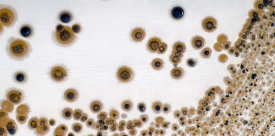 Bacterial & Fungal Assays