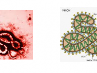 ▪ La Universidad de Granada y la Fundación MEDINA establecen una nueva colaboración a través de un proyecto para identificar alternativas contra el Ébola