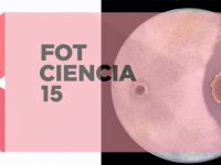 ▪ “Fungi competition” wins the modality of sustainable agriculture of Fotciencia”15 contest.