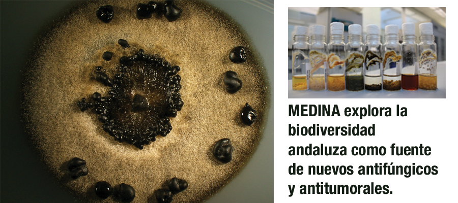 ▪ La Fundación MEDINA explora la biodiversidad andaluza en busca de moléculas con actividad antifúngica y antitumoral