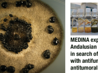 ▪ Foundation MEDINA explores the Andalusian biodiversity in search of molecules with antufungal and antitumoral activity