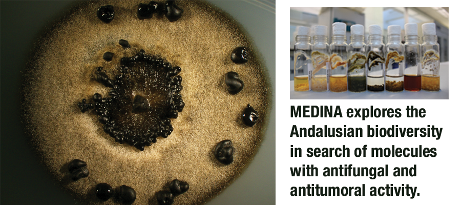 ▪ Foundation MEDINA explores the Andalusian biodiversity in search of molecules with antufungal and antitumoral activity