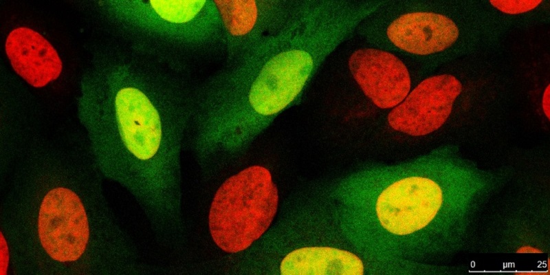 Cell-Based Assays