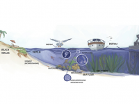 Los fundamentos de la biotecnología marina
