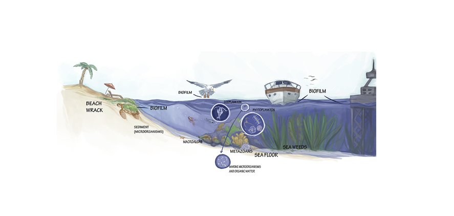 Los fundamentos de la biotecnología marina