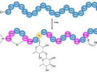 Our article on new antibiotic Cacaoidin heterologous expression promoted to the Editor’s Choice Articles Section of the journal Antibiotics