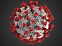 Covid-19 -Virus Assays