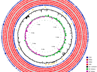 Identificación de las rutas de biosíntesis de sandramicina y kribbellichelinas A y B