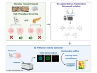 Los derivados de naftoquinona de Angustimassarina populi CF-097565 muestran actividad antitumoral en cultivos 3D de células de cáncer de mama.