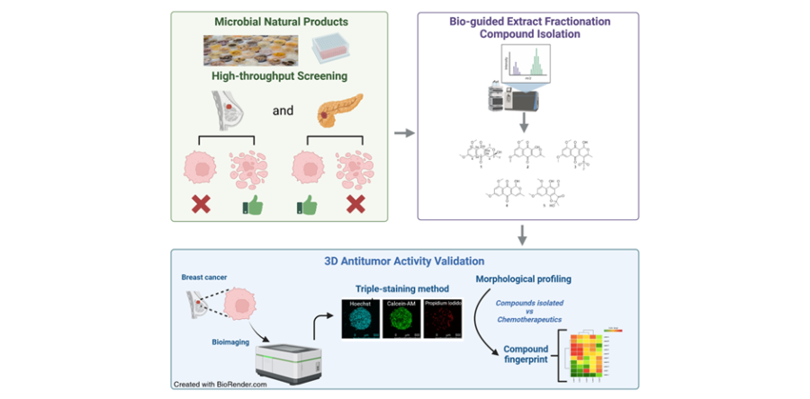 Los derivados de naftoquinona de Angustimassarina populi CF-097565 muestran actividad antitumoral en cultivos 3D de células de cáncer de mama.