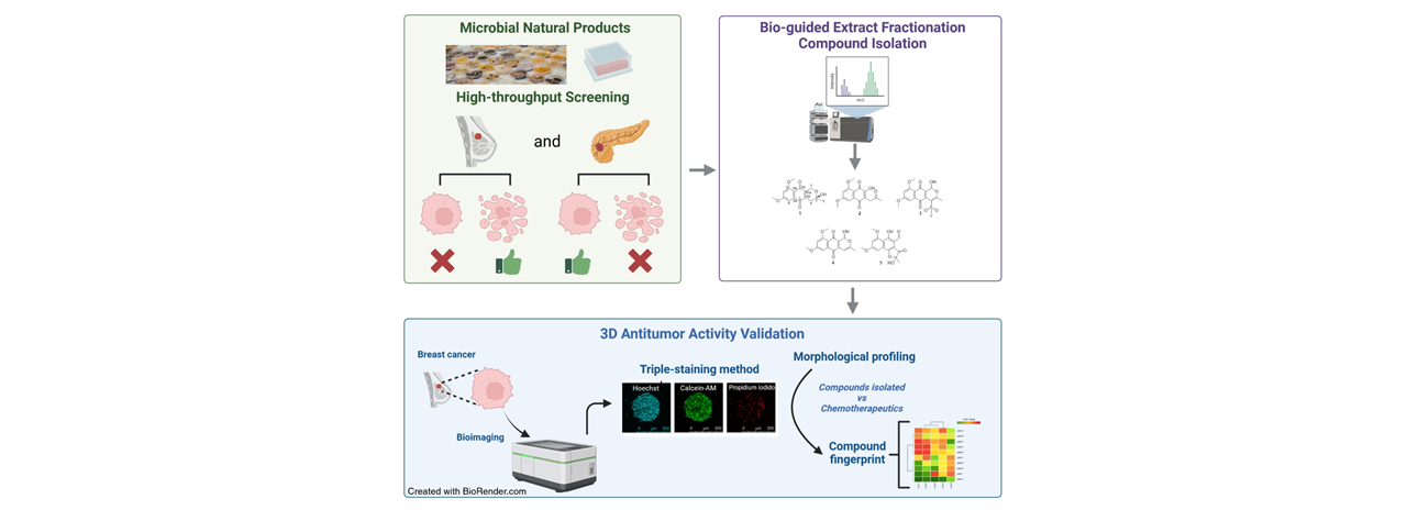 Los derivados de naftoquinona de Angustimassarina populi CF-097565 muestran actividad antitumoral en cultivos 3D de células de cáncer de mama.